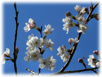 谷津観音の桜