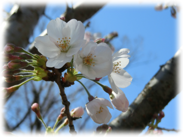 谷津観音の桜