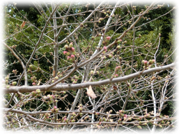 谷津観音堂の桜