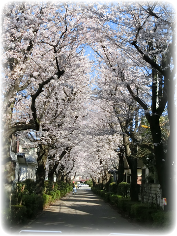 桜満開