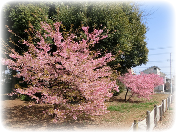 満開の花