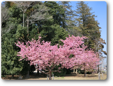 満開の花