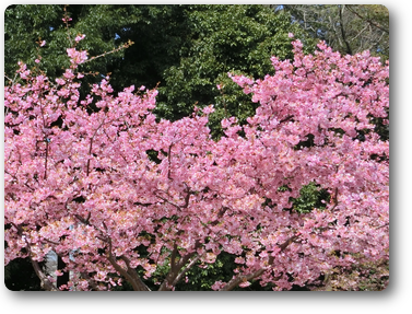 満開の花