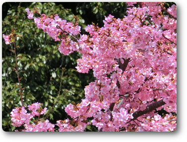 満開の花