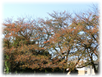 桜の木