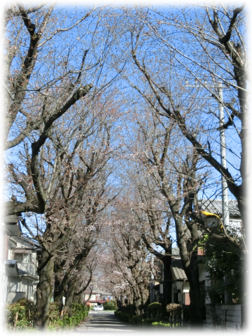 桜並木全景