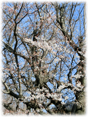 桜