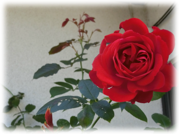真赤なバラ