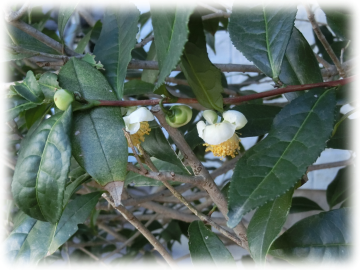 お茶の花