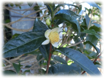 お茶の花