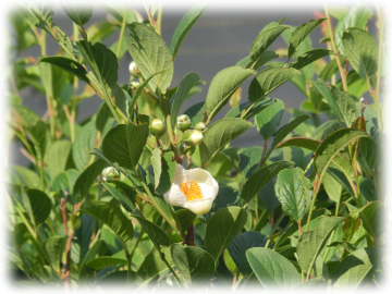 夏椿