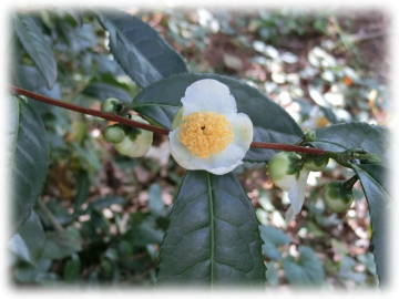 お茶の花