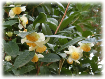 お茶の花