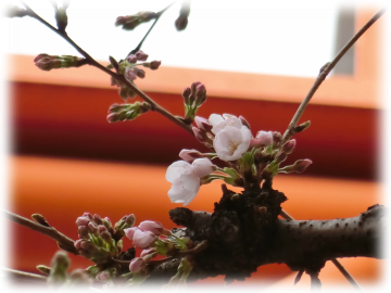 ﾓﾝｼｪﾘｰ通りの桜