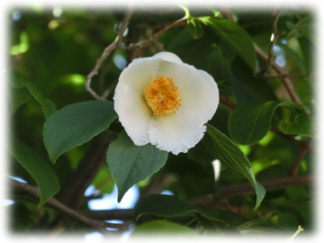 夏椿