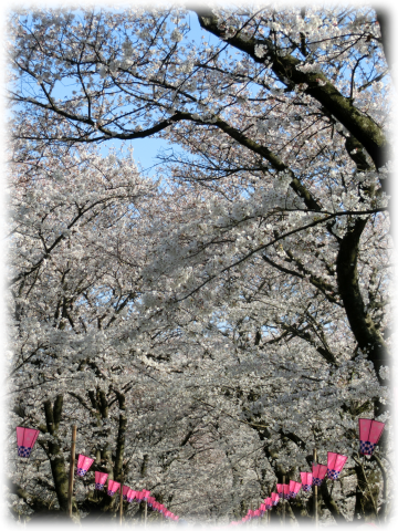 桜並木