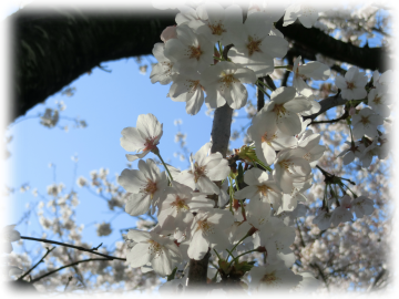 幸手権現堂公園２ ルックな毎日 Lookマツエ トップページ