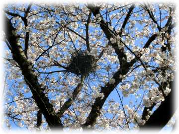 鳥の巣