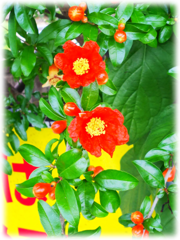 ザクロの花 ルックな毎日 Lookマツエ トップページ