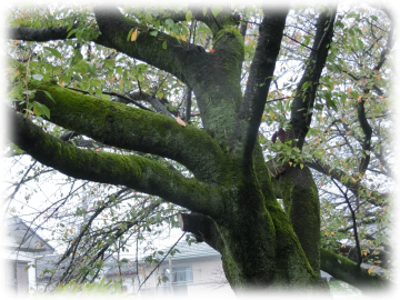 桜の木の苔