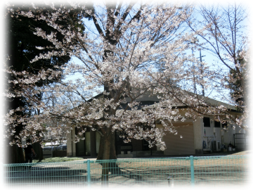 谷津観音堂の桜