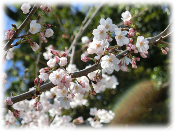 谷津観音堂の桜