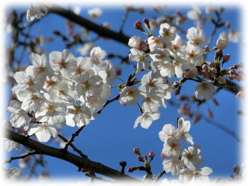 谷津観音堂の桜