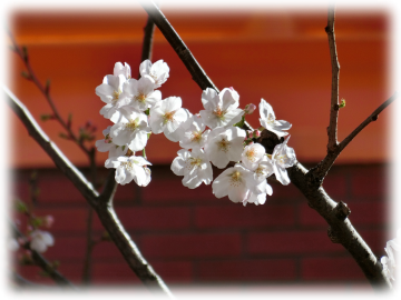 モンシェリー通りの桜