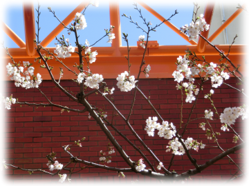 モンシェリー通りの桜