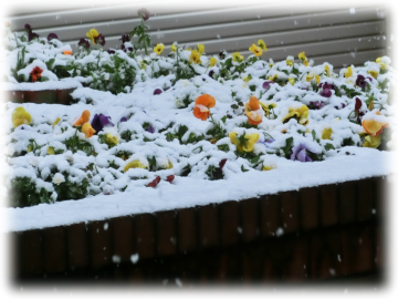 モンシェリー通りの花壇