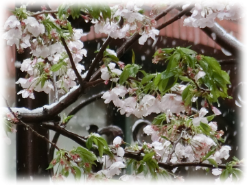 桜