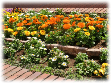 モンシェリー通りの花壇