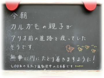 カルガモの親子 ルックな毎日 Lookマツエ トップページ カルガモの親子 ルックな毎日 Lookマツエ トップページ
