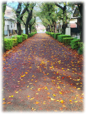 秋の桜並木 ルックな毎日 Lookマツエ トップページ