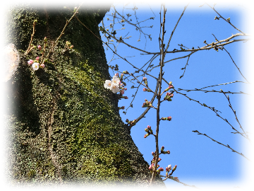 彼岸入り 桜 ルックな毎日 Lookマツエ トップページ 彼岸入り 桜 ルックな毎日 Lookマツエ トップページ